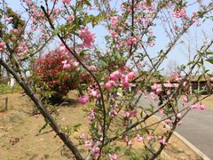 -杏花村文化旅游区