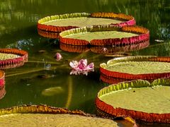 -国家植物园南园