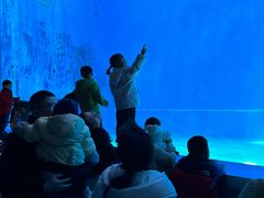 -芜湖新华联大白鲸海洋公园