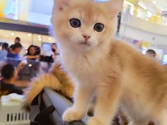 -凯德广场(金牛店)