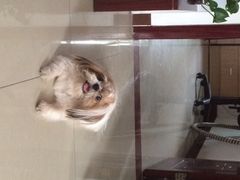 光景动物医院(江南中店)-瑞派动物医院·绝育·犬猫全科·预防医学(光景江南中店)