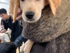 -Let's go狗咖·猫咖·奶狗·桌游(春熙路IFS店)