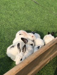 -萌宠亲子动物乐园(槐房万达店)