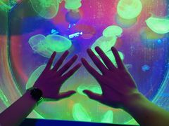 -芜湖新华联大白鲸海洋公园