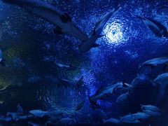 -成都浩海立方海洋公园