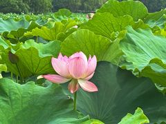 -金鸡湖桃花岛