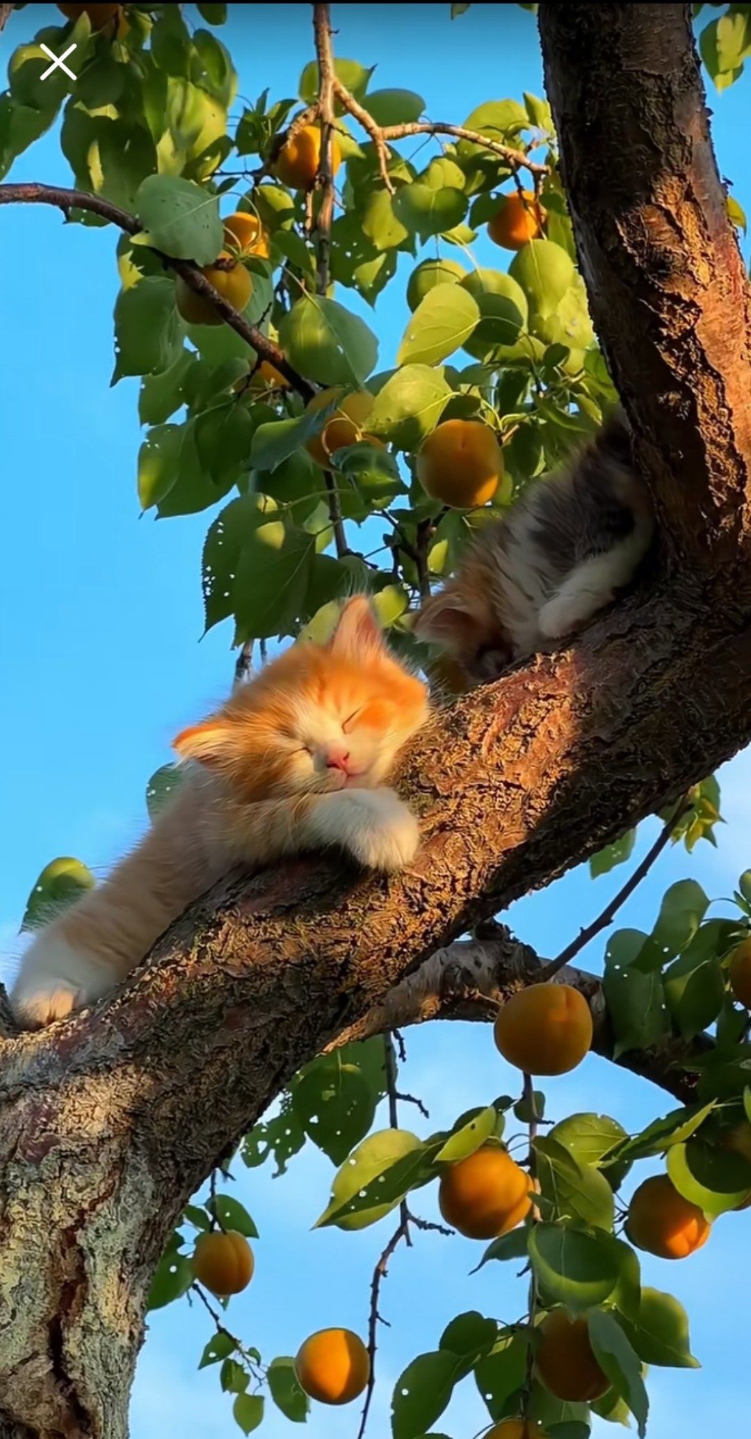 橘猫悠闲午后