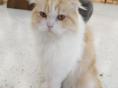 -喵园·猫主题咖啡厅·撸猫·猫咖(国贸店)
