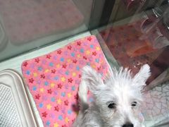-momokira米努特·德文卷毛猫·棉花面纱犬