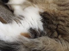 -COLOR PETS 撸猫馆·购猫·猫咖(长风大悦城店)