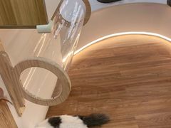 -COLOR PETS 撸猫馆·购猫·猫咖(长风大悦城店)