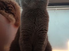 -猫儿山۰猫主题餐厅
