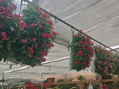 -龙大花卉苗木市场