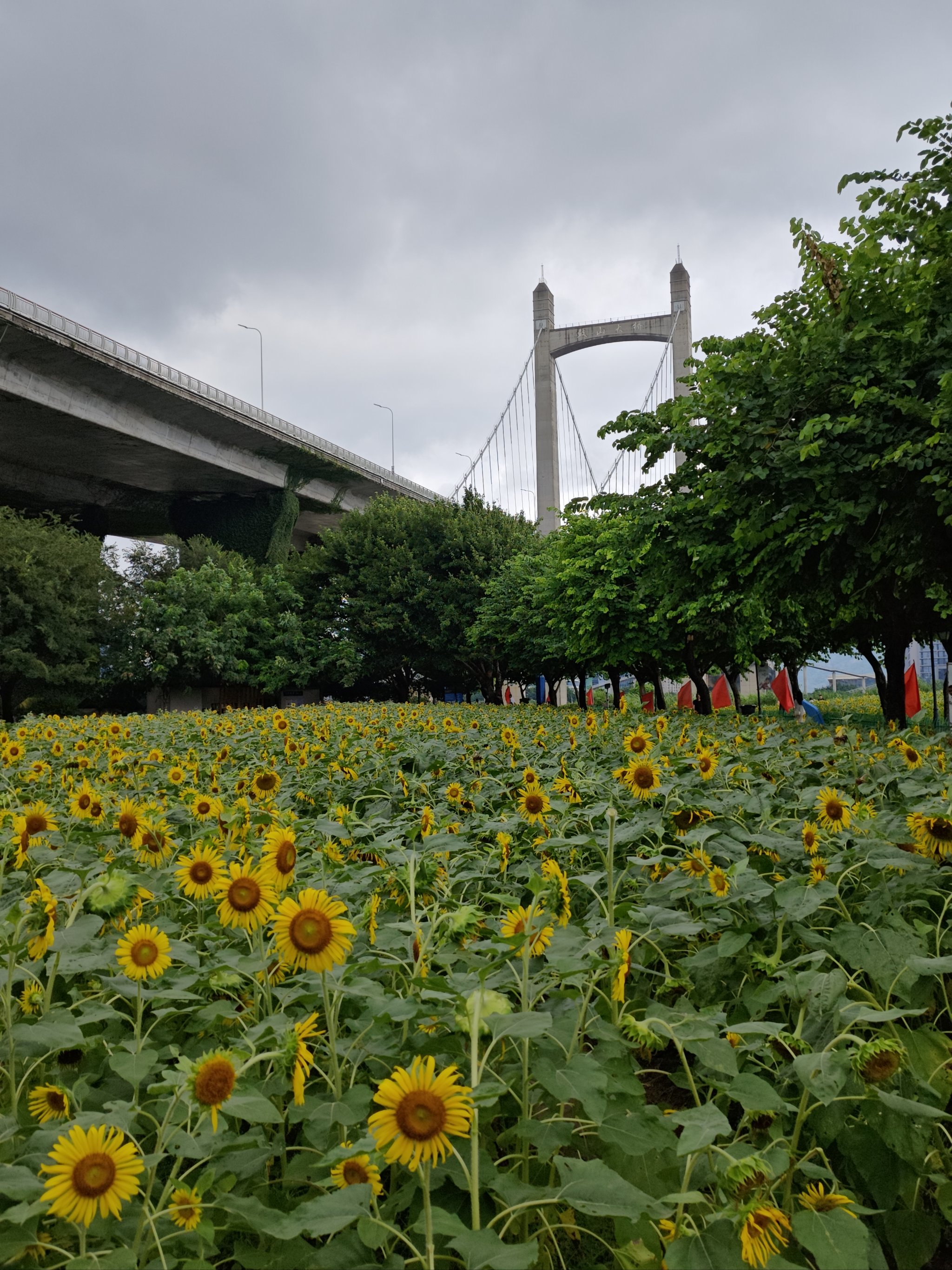 福州花海公园图片