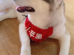 -Husky Go! 哈士奇体验馆·宠物咖啡厅狗咖