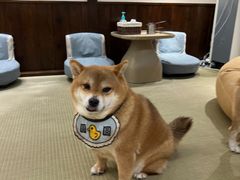 -逗柴咖啡屋·狗咖猫咖宠物桌游