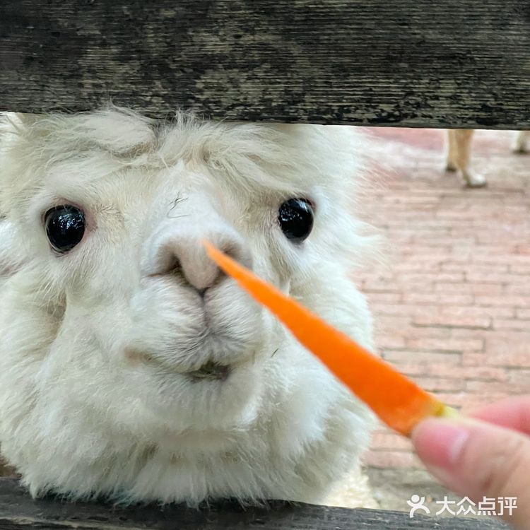 闹市中的仙境 零距离动物世界