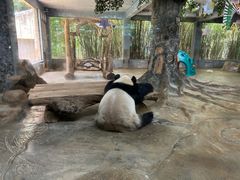 -海南热带野生动植物园