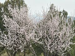 -白水寺森林公园