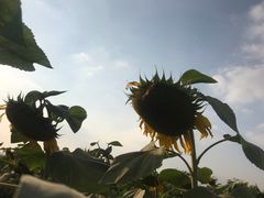 -映月湖中央公园