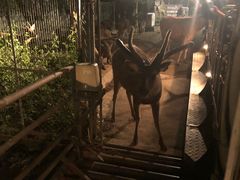 -清迈夜间动物园