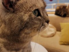 -啵啵喵·猫咖(攀华国际店)