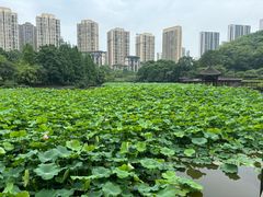 -龙头寺公园
