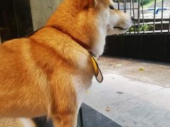 -柴务处·柴犬主题狗咖