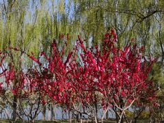 -大兴滨河森林公园