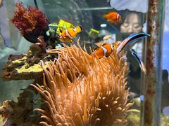 -太平洋海底世界