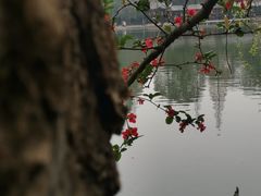 -棠湖公园