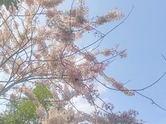 -深圳国际园林花卉博览园