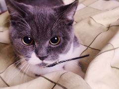 -1013 PET SHOP 宠物商店(近铁城市广场店)