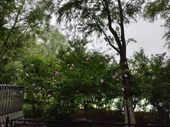 -大兴滨河森林公园