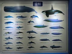 -上海海洋大学鱼文化博物馆(军工路校区)