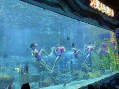 -海合安成都极地海洋公园