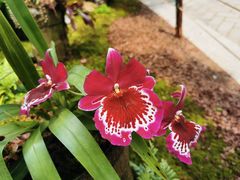 -深圳仙湖植物园