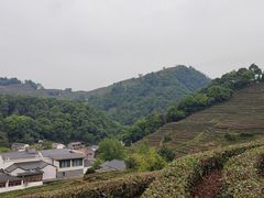 -龙井村