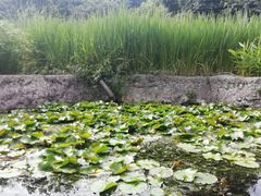 -成都市活水公园