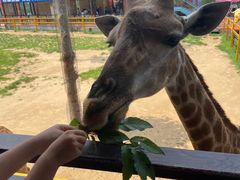 -西霞口神雕山野生动物世界