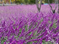 -上海山野camping·户外天幕烧烤·团建拓展营地