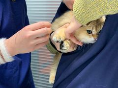 -伟伟宠物医院·CT影像中心·瑞派犬猫综合性门诊(汉口总院)