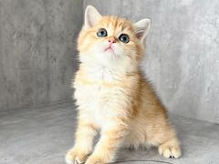 -小猫来了·猫舍(红山六九七九店)