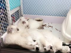 -喵的天空名猫咖啡馆·撸猫·猫舍·用品