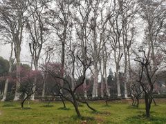 -武汉大学-樱园