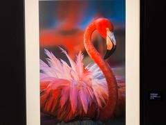 -罗红摄影艺术馆