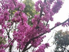 -瑶湖郊野森林公园