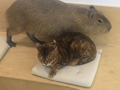 -J Create城市露营咖啡·简餐·宠物(上海动物园店)