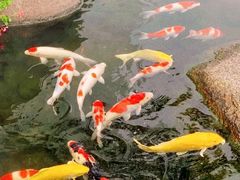 -罗红摄影艺术馆