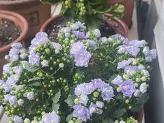 -大自然花鸟鱼虫市场